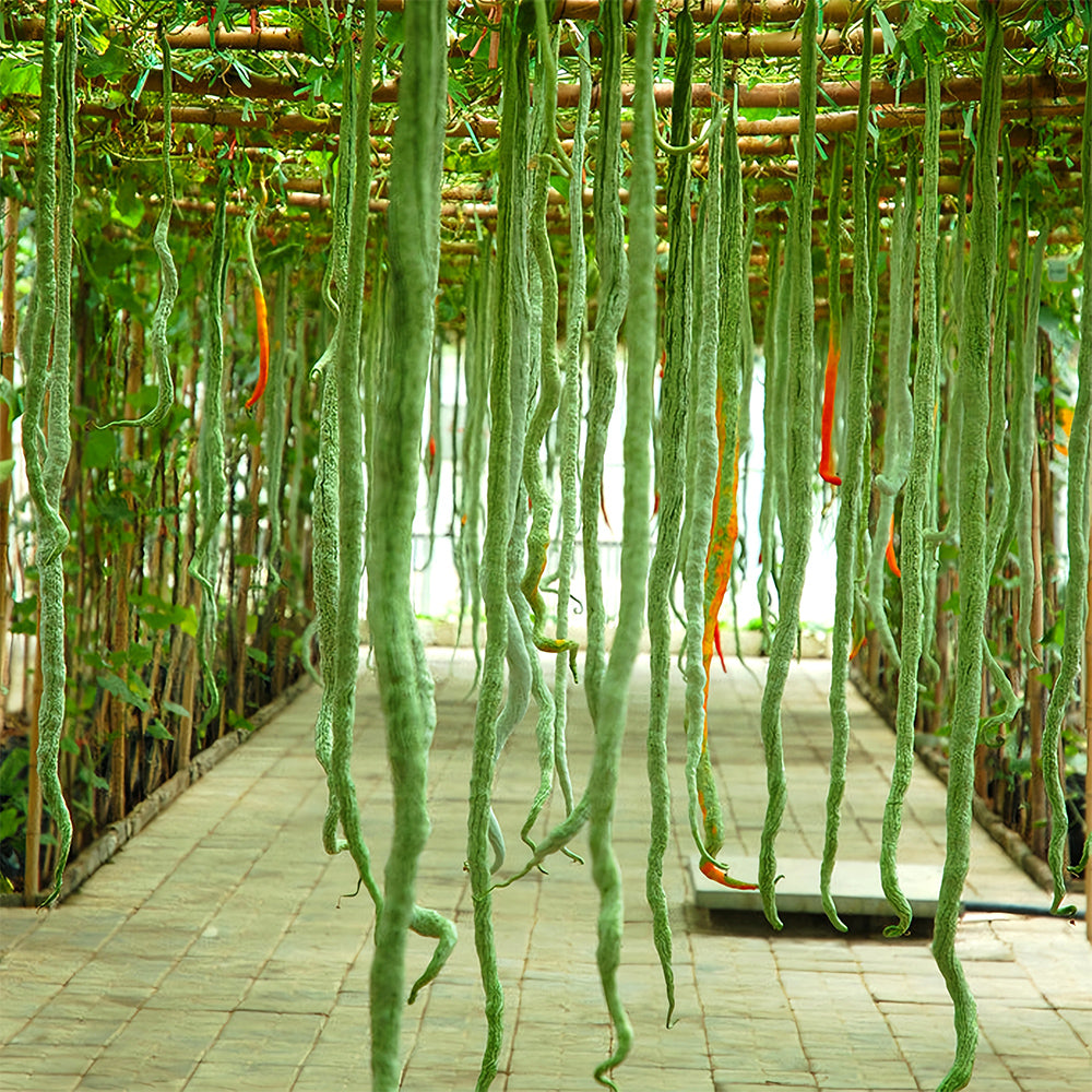 Snake Gourd (Trichosanthes cucumerina) Seeds