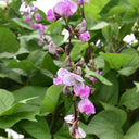 Purple-Green Hyacinth Bean