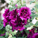 Alcea 'Queeny Purple'