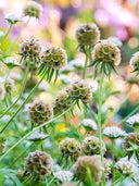 Scabiosa stellata