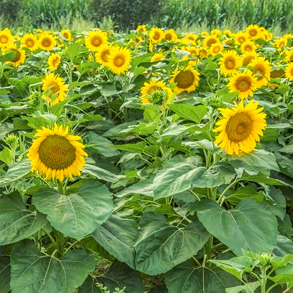 Sunflower F1 Seeds (35cm)