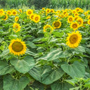 Sunflower F1 Seeds (35cm)