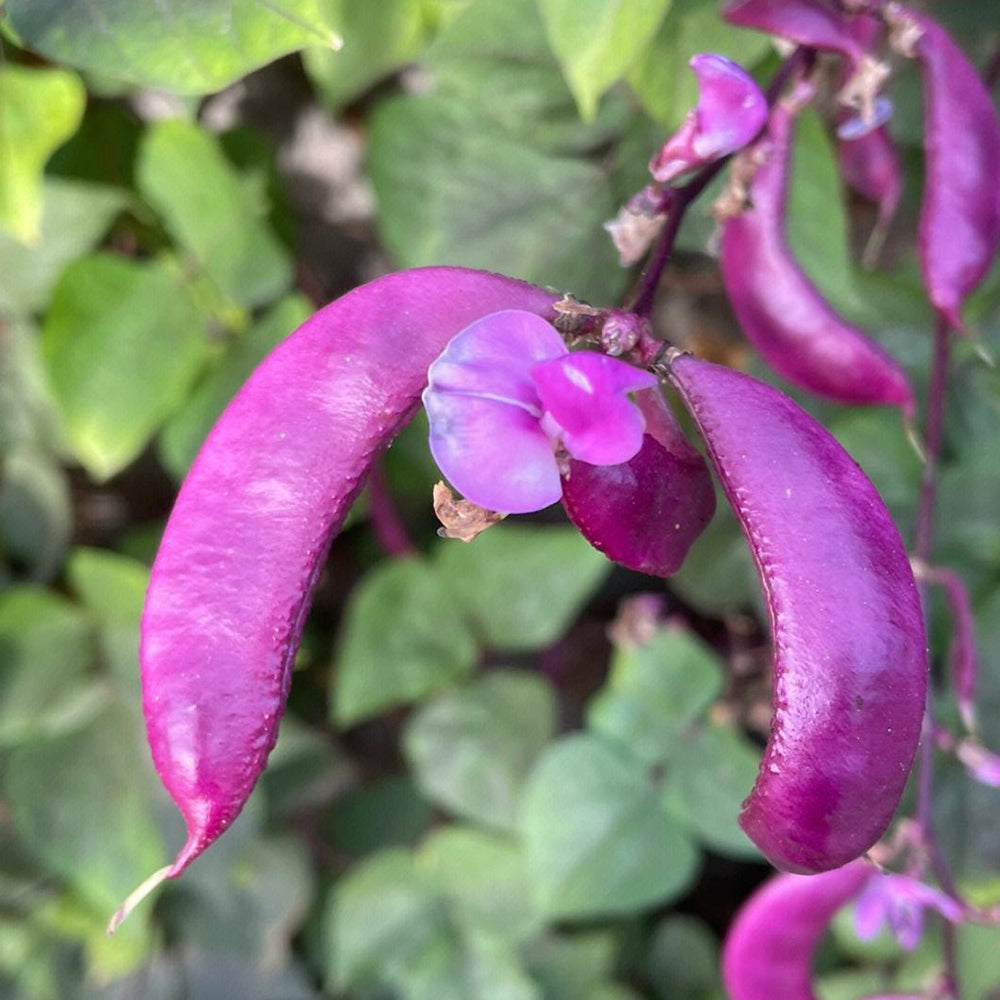 Fresh Purple-Red Hyacinth Bean