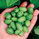 Cucamelons Seeds, Mexican Sour Gherkins