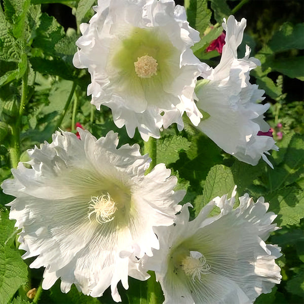 Alcea 'Chaste White'