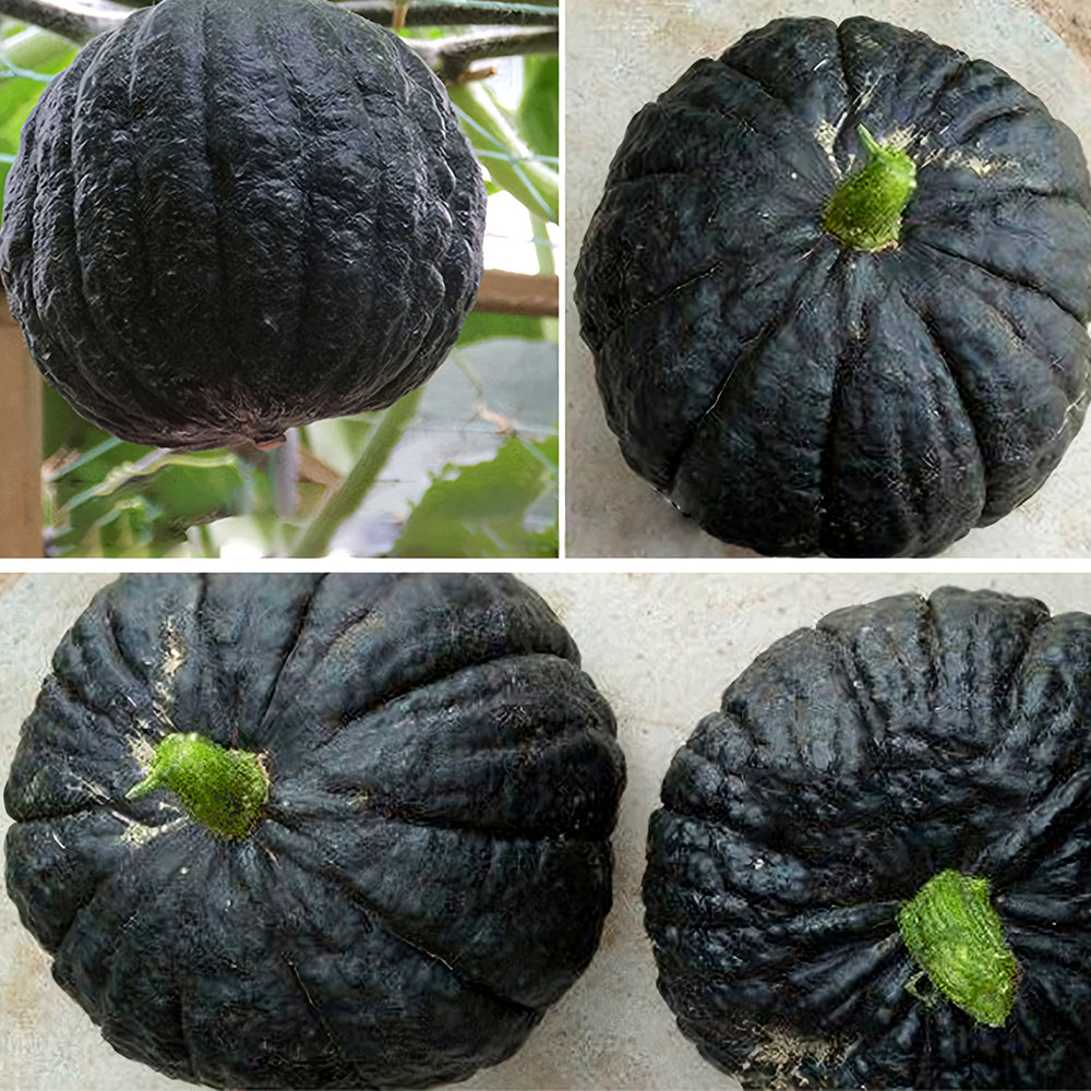 Japanese Black Pumpkin Seeds