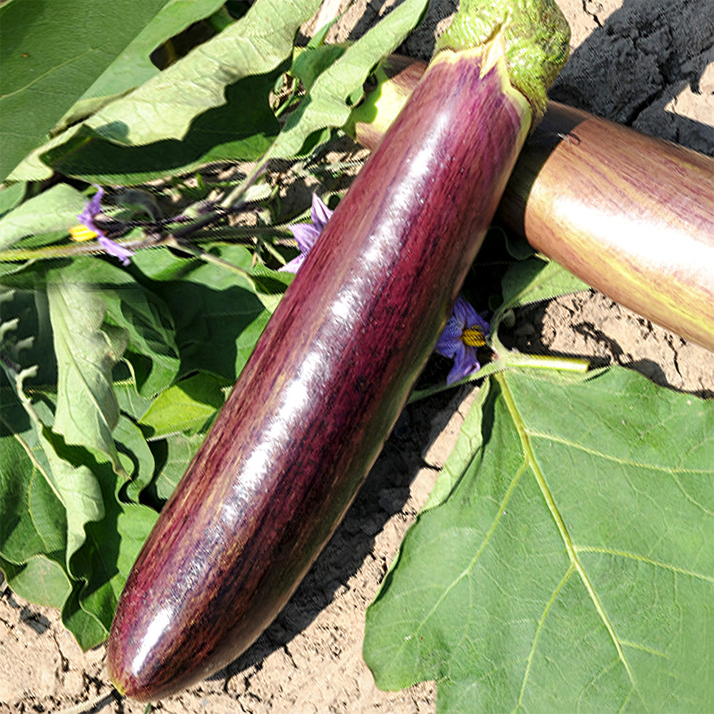 'Sichuan Bamboo Silk' Eggplant Seeds