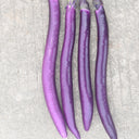 'Hang Zilong' Purple Eggplant Seeds