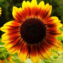 Bi-Colour Sunflower Seeds (90cm)