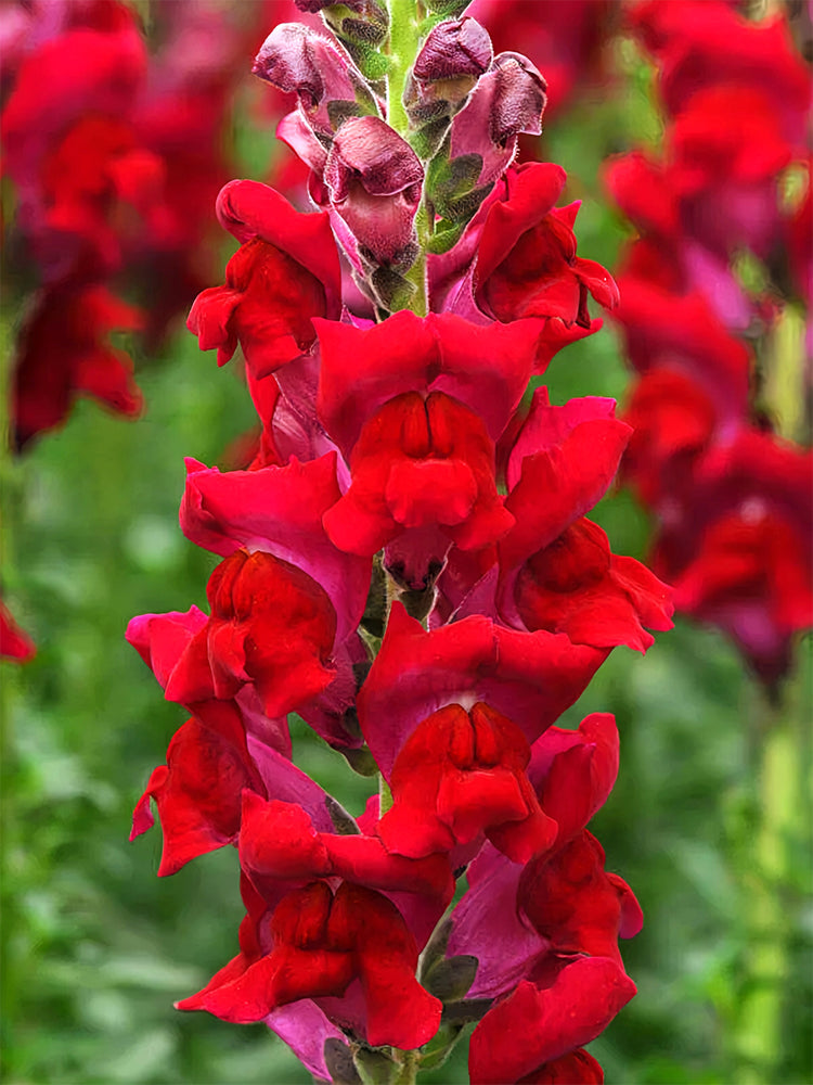 Tall Snapdragon, Dark Red