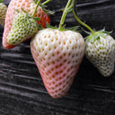 'Littile White' Series Small White Strawberry