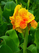 Canna Indica, Mixed