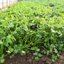 Jingyan Organic Coriander