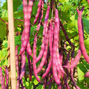 Purple Snap Bean Seeds