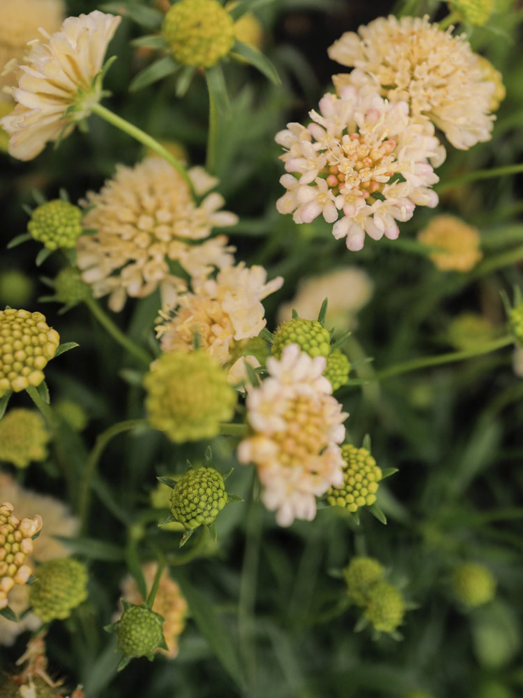 Scabiosa 'Fata Morgana'