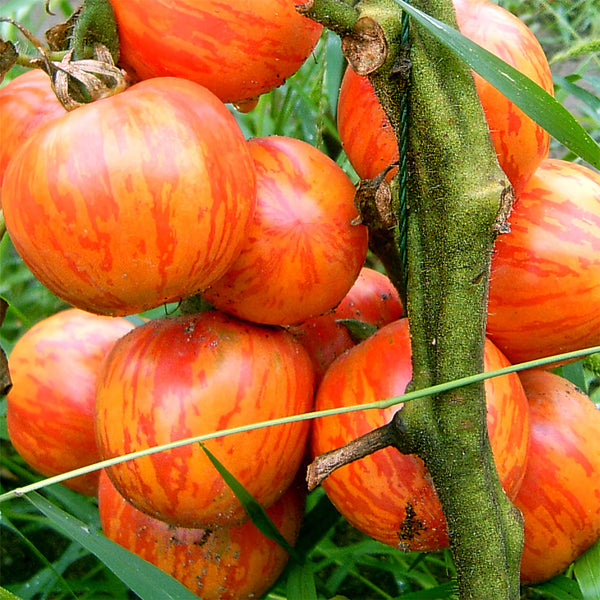 Red Zebra Tomato