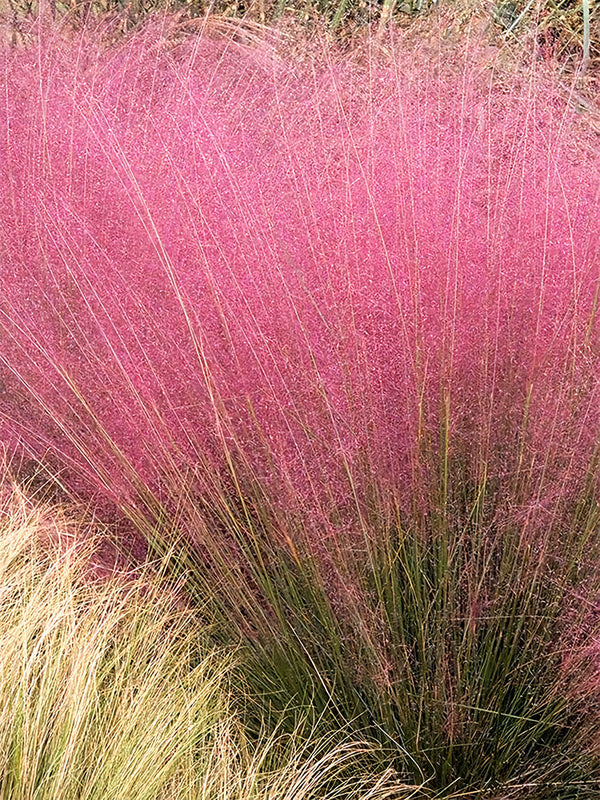 Pink Muhly Grass