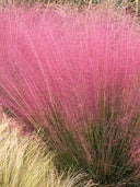 Pink Muhly Grass