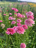 Scabiosa 'Salmon Pink'