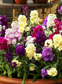 Dwarf Matthiola Incana, Mixed