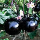 'Black Boss' Round Eggplant Seeds