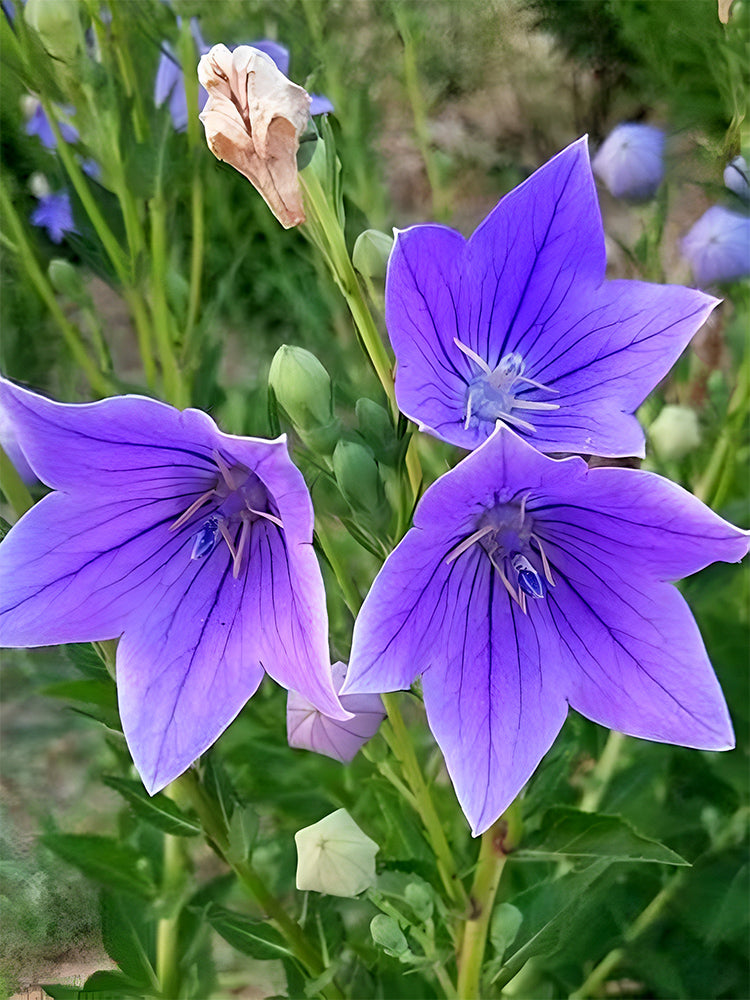 Ballon Flower, Blue