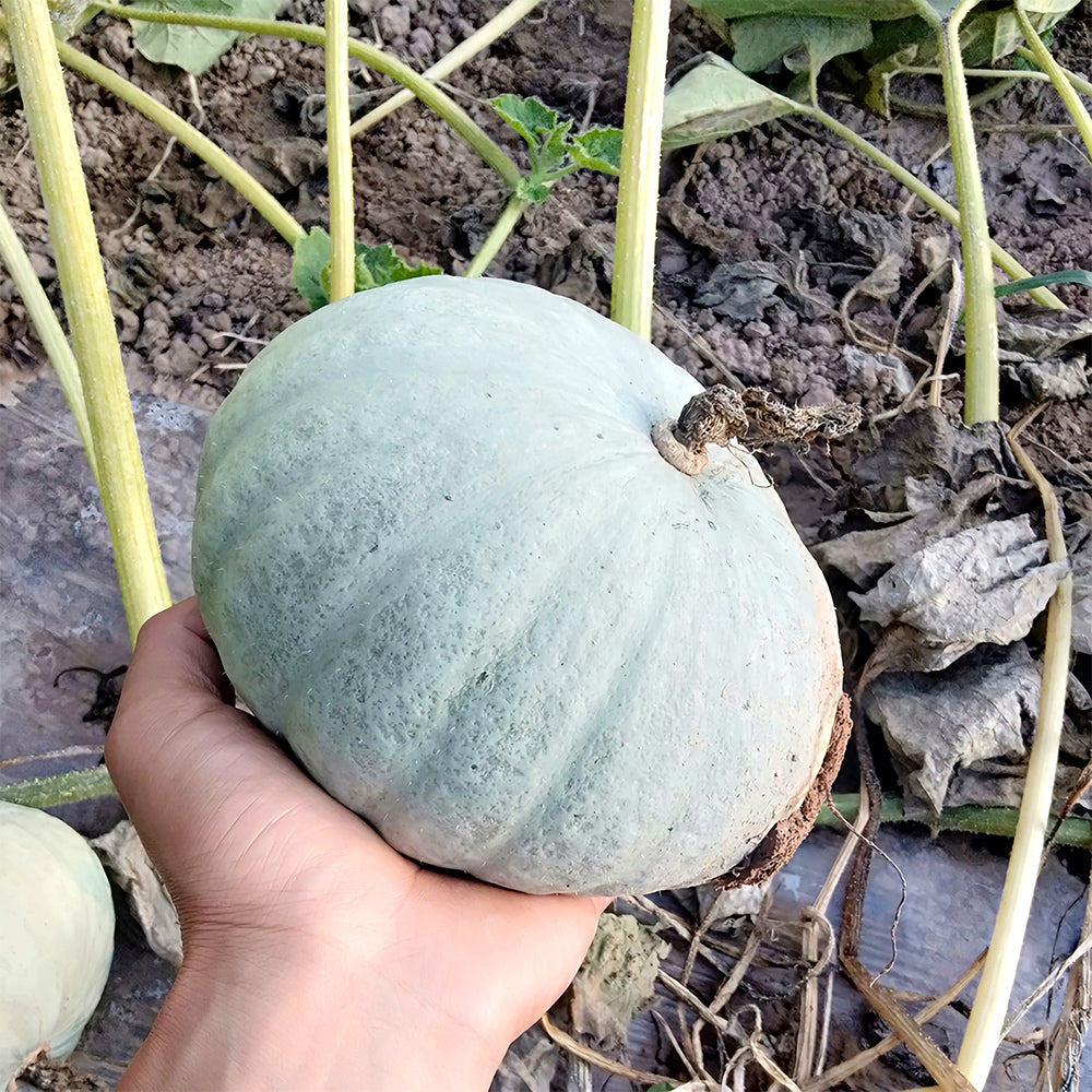 Silver Chestnut Pumpkin Hybrid Seeds