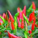 Jinke Lifeng® Red Cluster Pepper Seeds