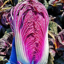 Jingyan Red Napa Cabbage Seeds