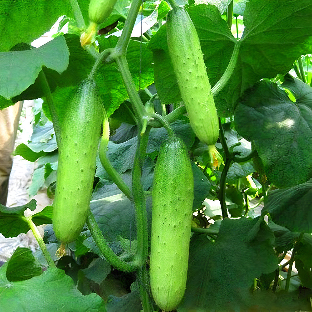 Hanging Green Cucumber Seeds