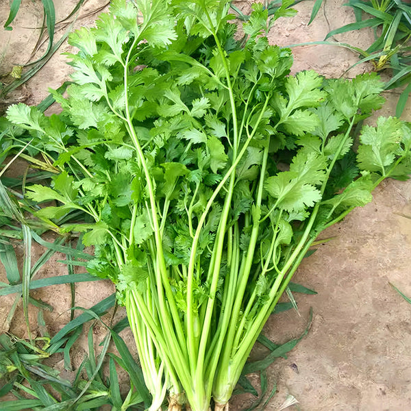 Jingyan Fast-growing Coriander