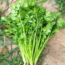 Jingyan Fast-growing Coriander