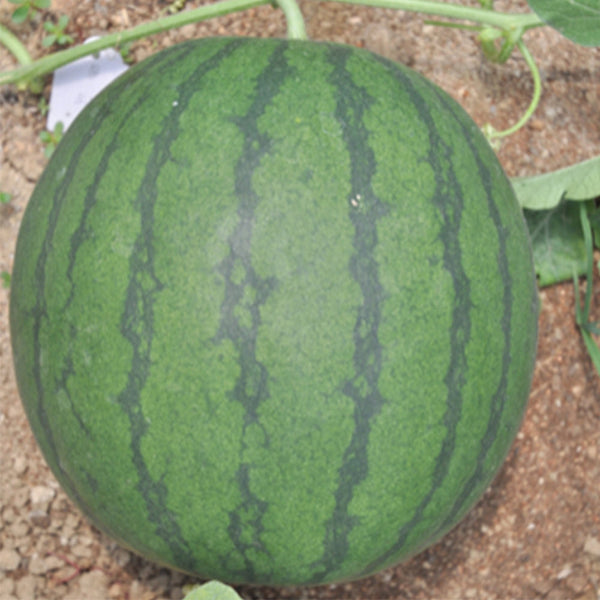 plant seedless watermelon seeds Seedless Kylin' Series Seedless Watermelon Seeds – SeedChoiceX