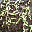 Dwarf Globe Amaranth Seeds