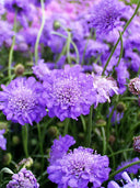 Scabiosa Atropurpurea 'Blue Cockade'
