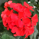 Red Geranium Seeds - Landscaper Red  F1