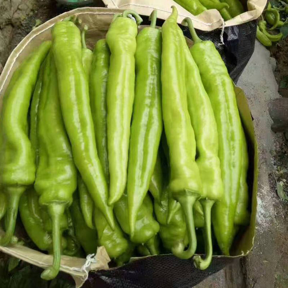 Crispy Spicy 'Lamb Horn' Pepper Seeds