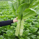 Green Asparagus Lettuce Seeds