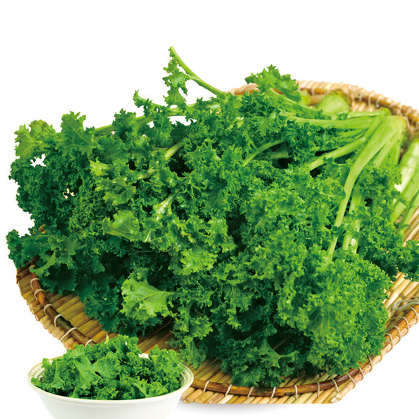 'Blue Ridge' Kale Seeds