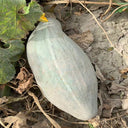Noble Pumpkin Hybrid Seeds