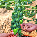 Jingyan Brussels Sprout Kale