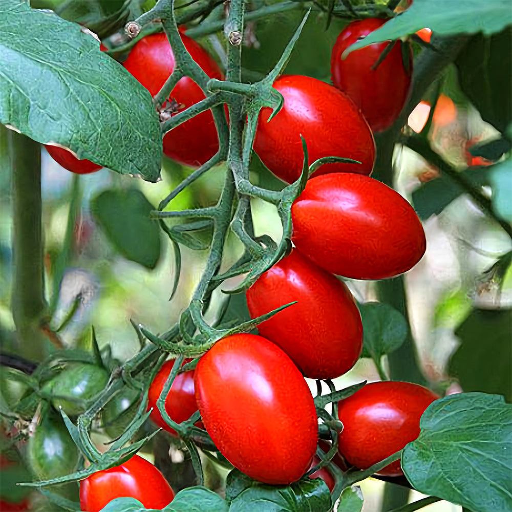 'Red Saint' Cherry Tomato