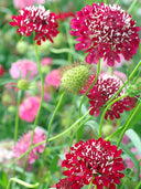 Scabiosa Atropurpurea, Red