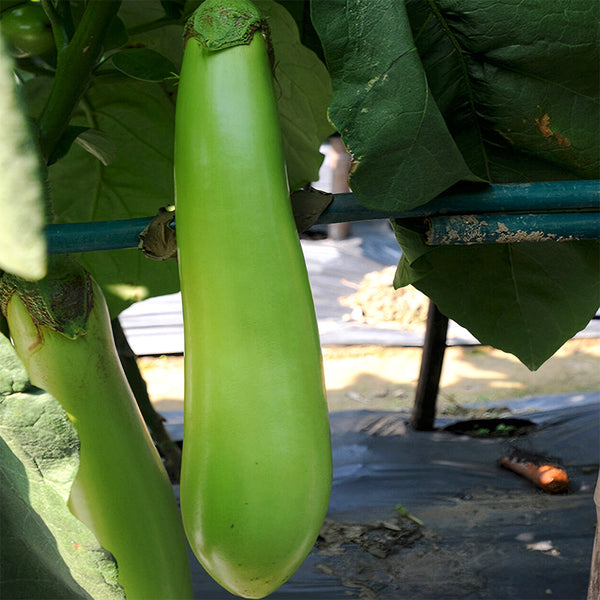 'Green Dragon' Long Eggplant Seeds