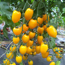 'Yellow Saint' Cherry Tomato