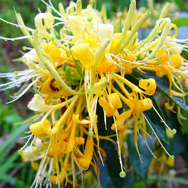 honeysuckle seeds for planting Chinese Honeysuckle Seeds – SeedChoiceX
