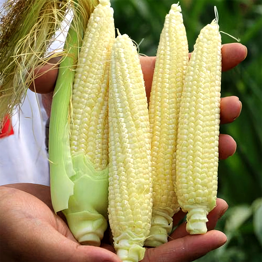 F1 Sweet Baby Corn Seeds, Pkt of 50