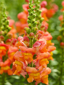 Tall Snapdragon, Orange