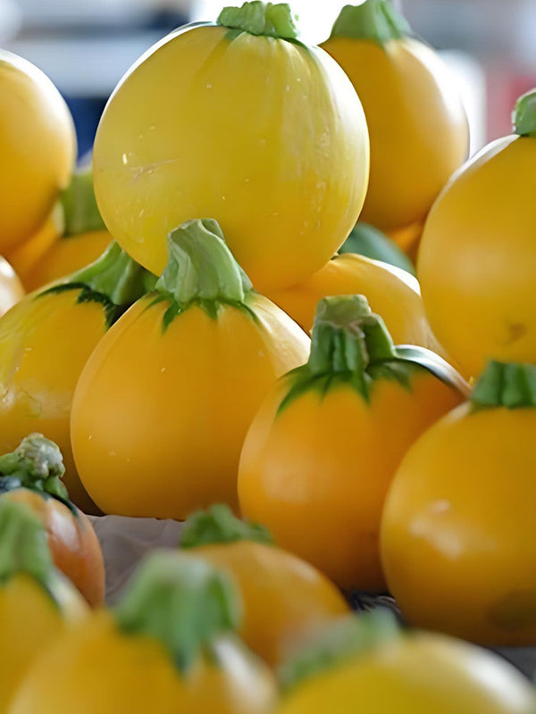 Round zucchini, Yellow