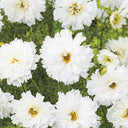 Cosmos bipinnatus 'Double Click Snow Puff'